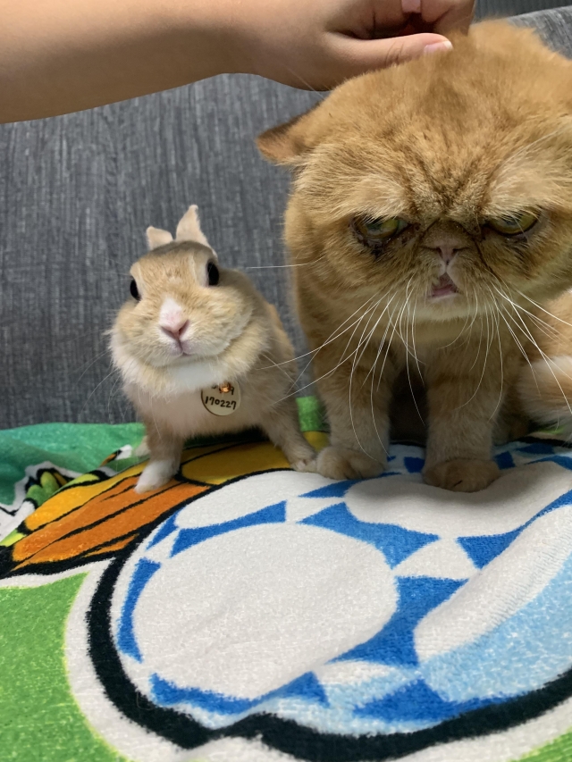 阿蕯姆-國寶寵物喵寶貝大使_選拔賽