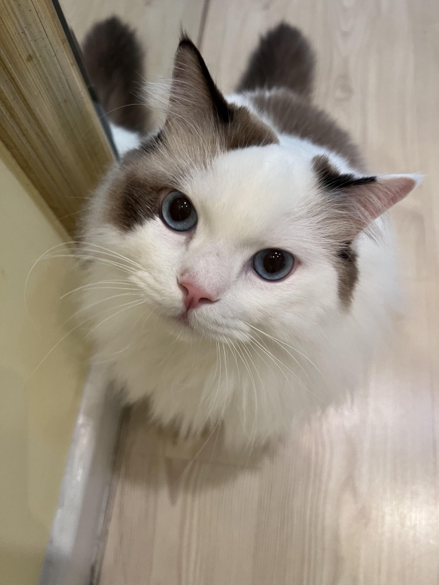 口水-國寶寵物喵寶貝大使_選拔賽