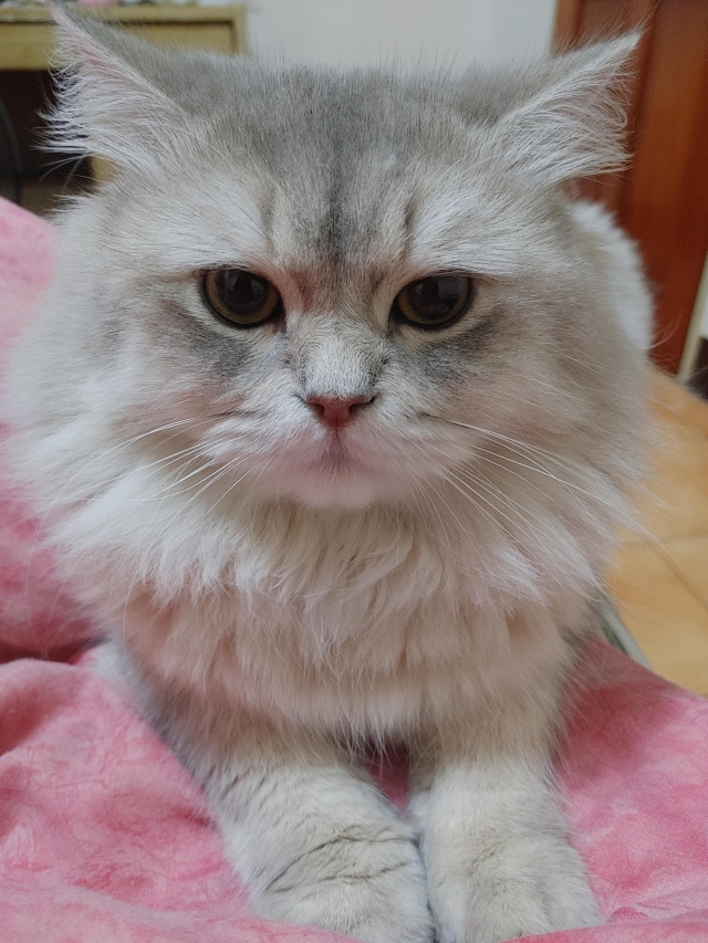 我是兄ㄉㄟˇ-國寶寵物喵寶貝大使_選拔賽