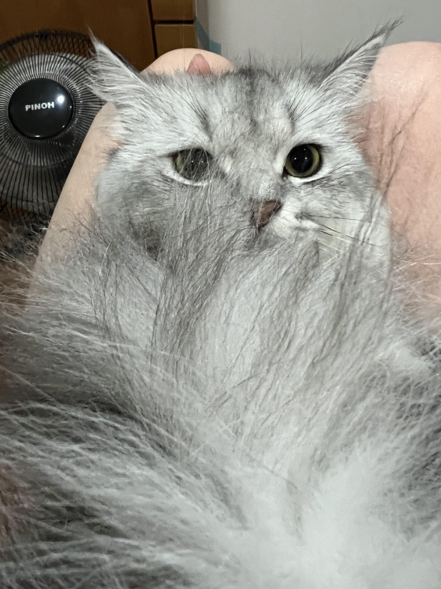 Jenami-國寶寵物喵寶貝大使_選拔賽