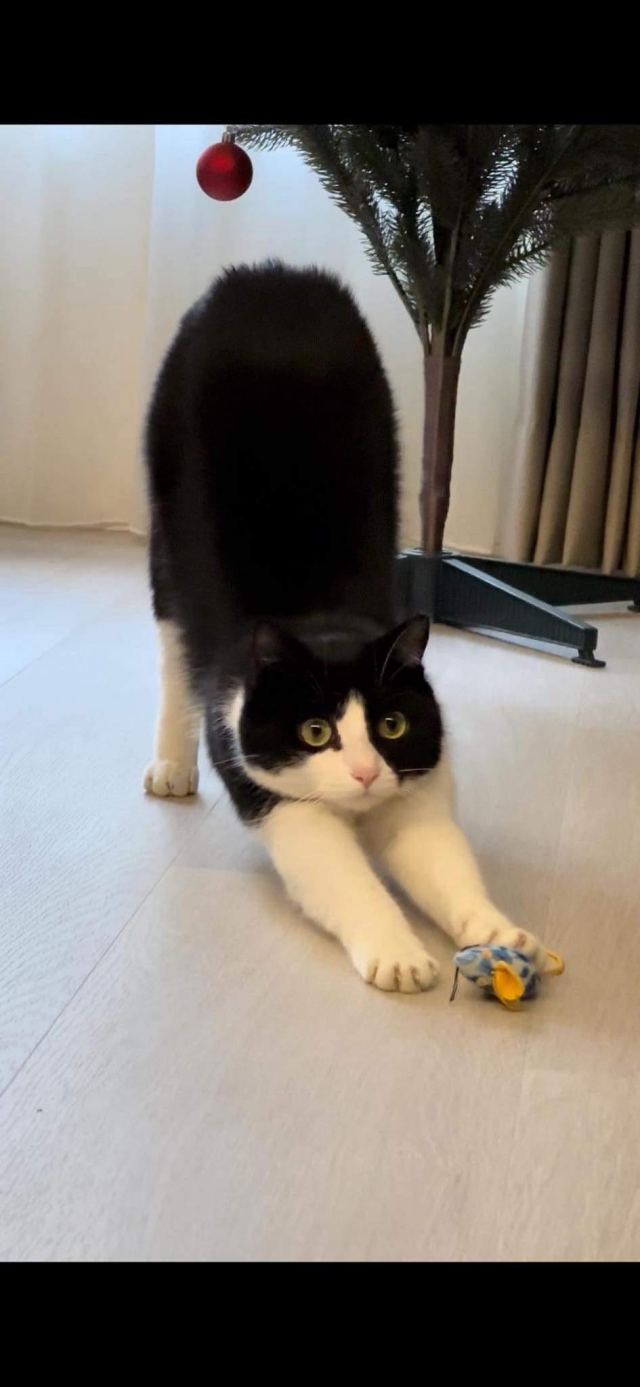 Oreo&傑利鼠-國寶寵物喵寶貝大使_選拔賽