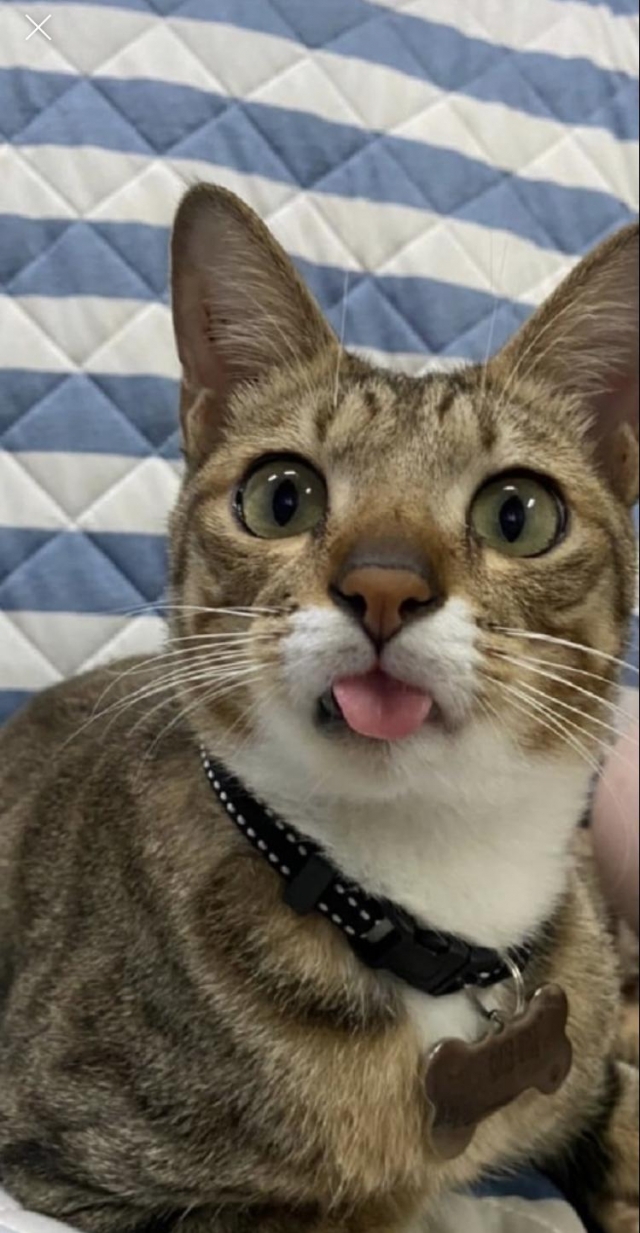 吐舌喵喵-國寶寵物喵寶貝大使_選拔賽