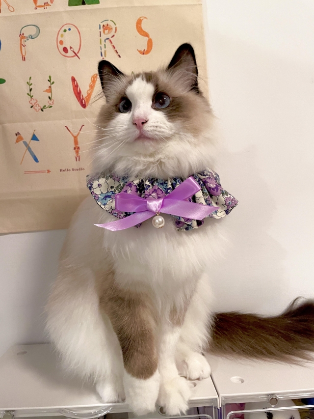 嗨-國寶寵物喵寶貝大使_選拔賽