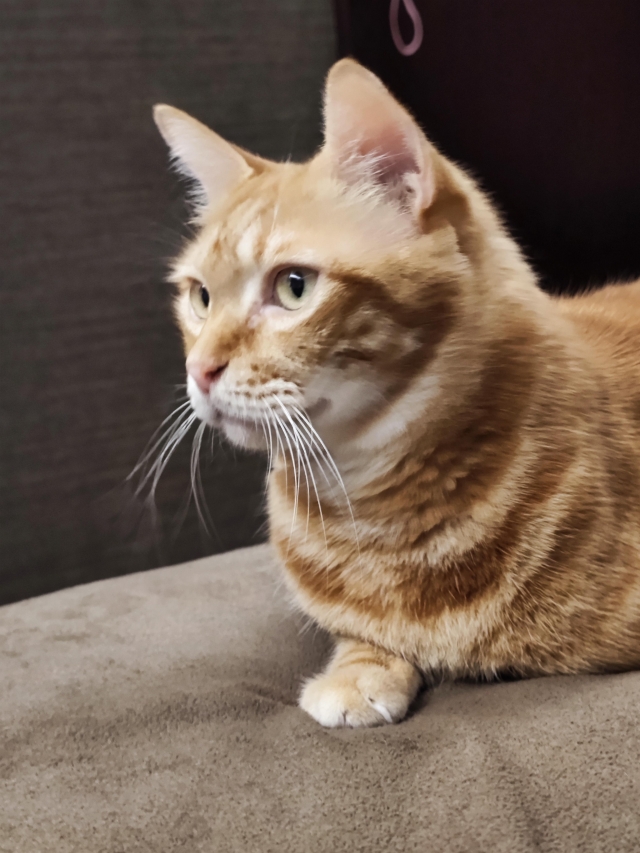 萌萌橘子三腳貓^^-國寶寵物喵寶貝大使_選拔賽