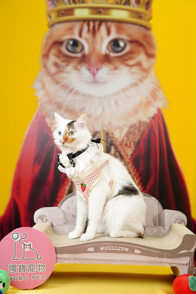 小Qubee-國寶寵物喵寶貝大使_選拔賽