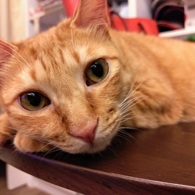 大橘為重~yoyo-國寶寵物喵寶貝大使_選拔賽