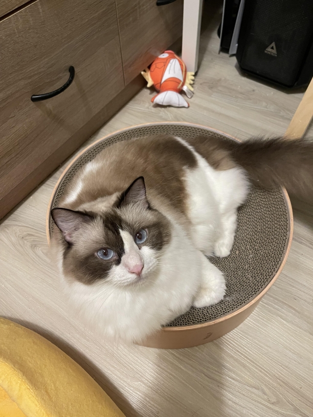 Mina-國寶寵物喵寶貝大使_選拔賽