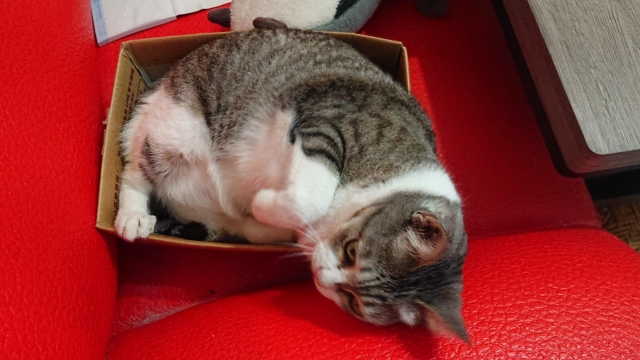 我家可愛的貓貓-國寶寵物喵寶貝大使_選拔賽