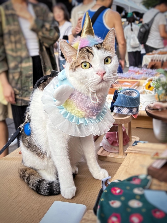 萬聖節限定-國寶寵物喵寶貝大使_選拔賽