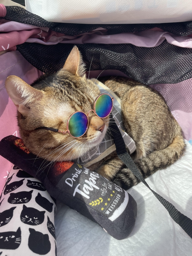 大家好-國寶寵物喵寶貝大使_選拔賽