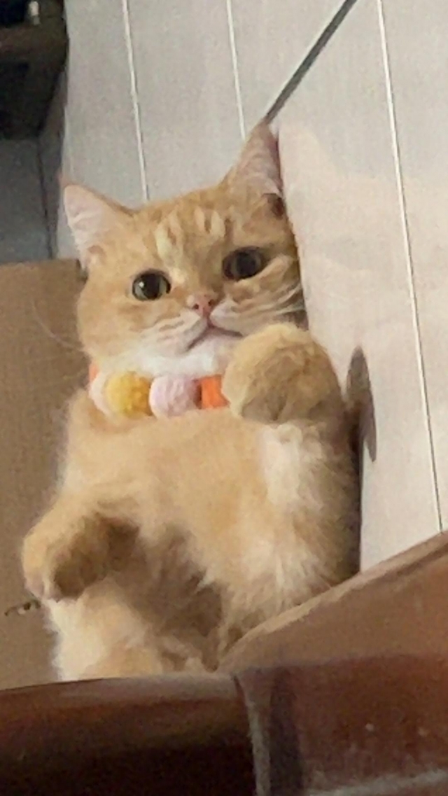 焦糖-國寶寵物喵寶貝大使_選拔賽