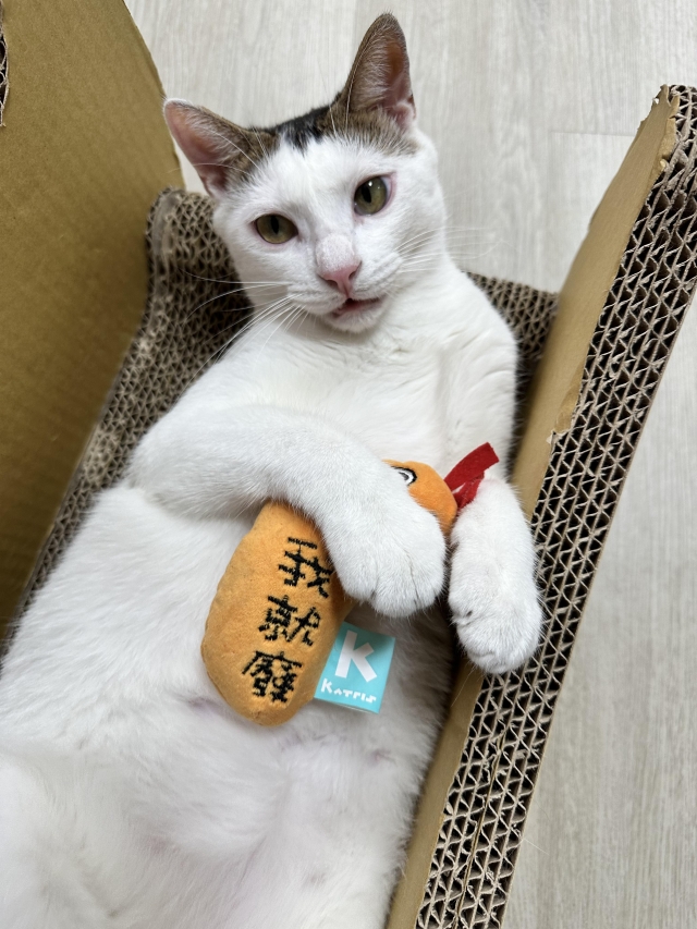 我就廢-國寶寵物喵寶貝大使_選拔賽