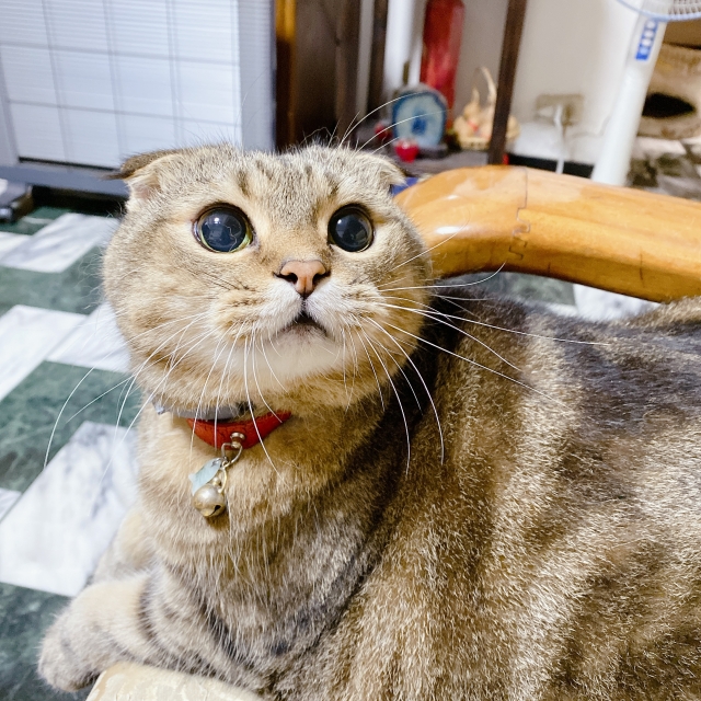 喵喵嗚-國寶寵物喵寶貝大使_選拔賽