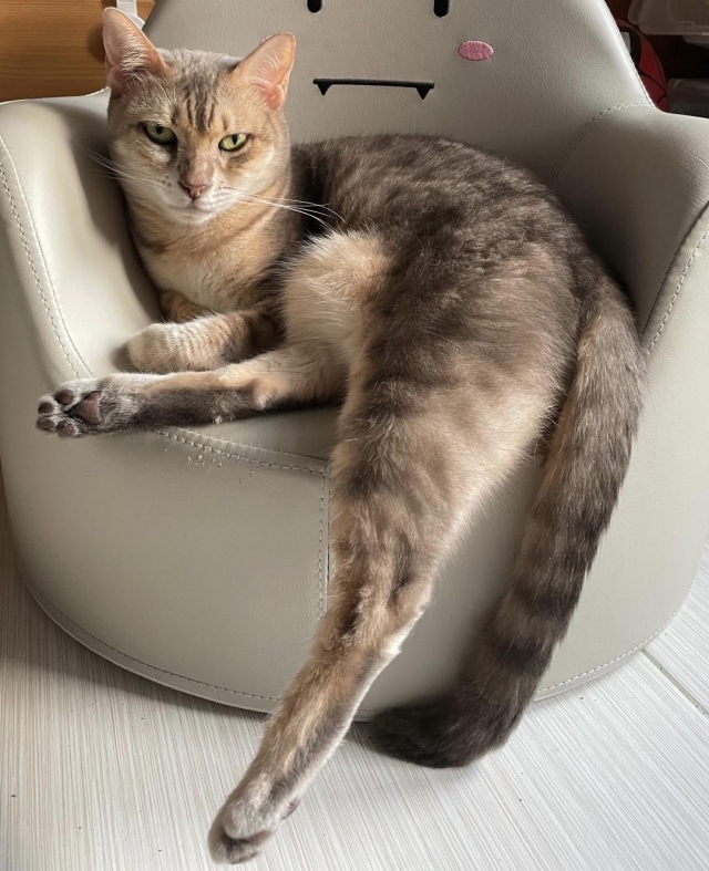 Pony-國寶寵物喵寶貝大使_選拔賽