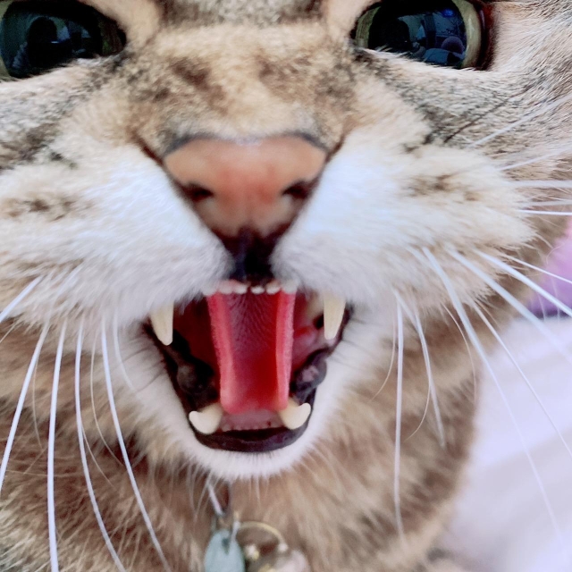 我家貓-國寶寵物喵寶貝大使_選拔賽