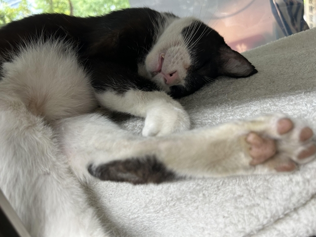 哈利-國寶寵物喵寶貝大使_選拔賽