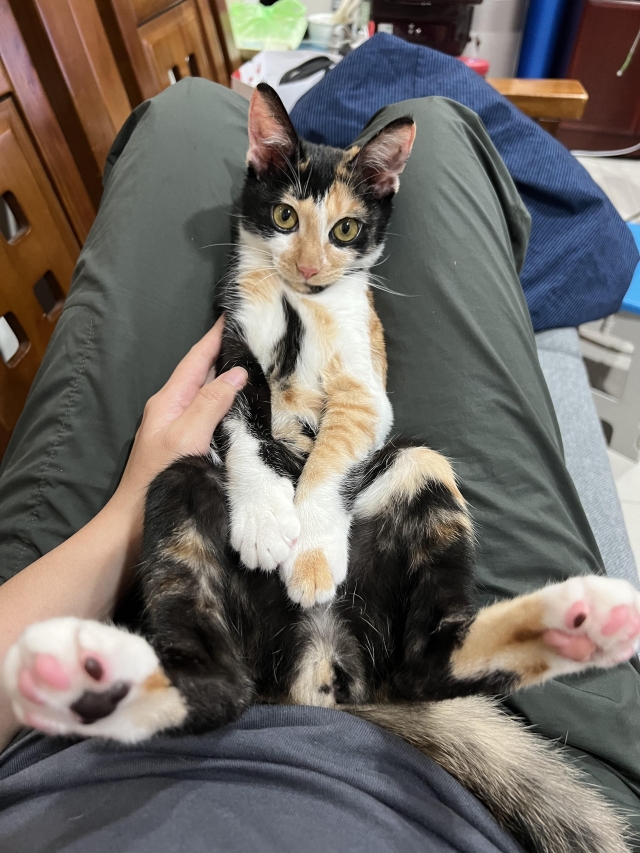 幹嘛～-國寶寵物喵寶貝大使_選拔賽