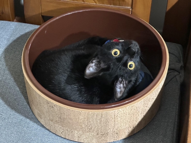 顛倒世界-國寶寵物喵寶貝大使_選拔賽