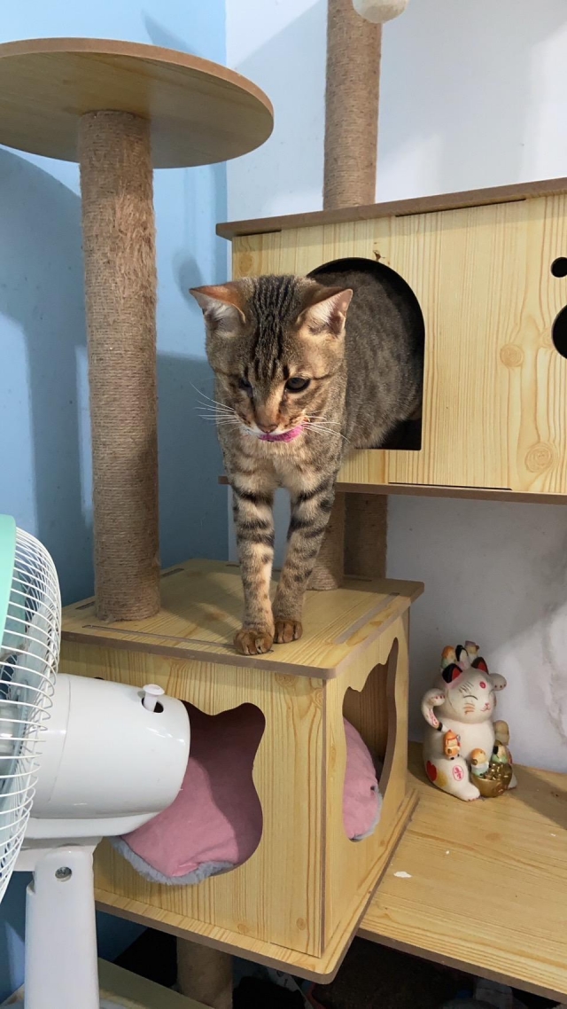 仔子-國寶寵物喵寶貝大使_選拔賽