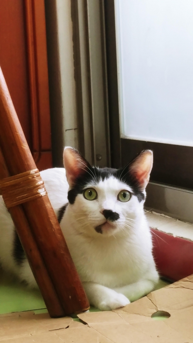 小管家多多-國寶寵物喵寶貝大使_選拔賽