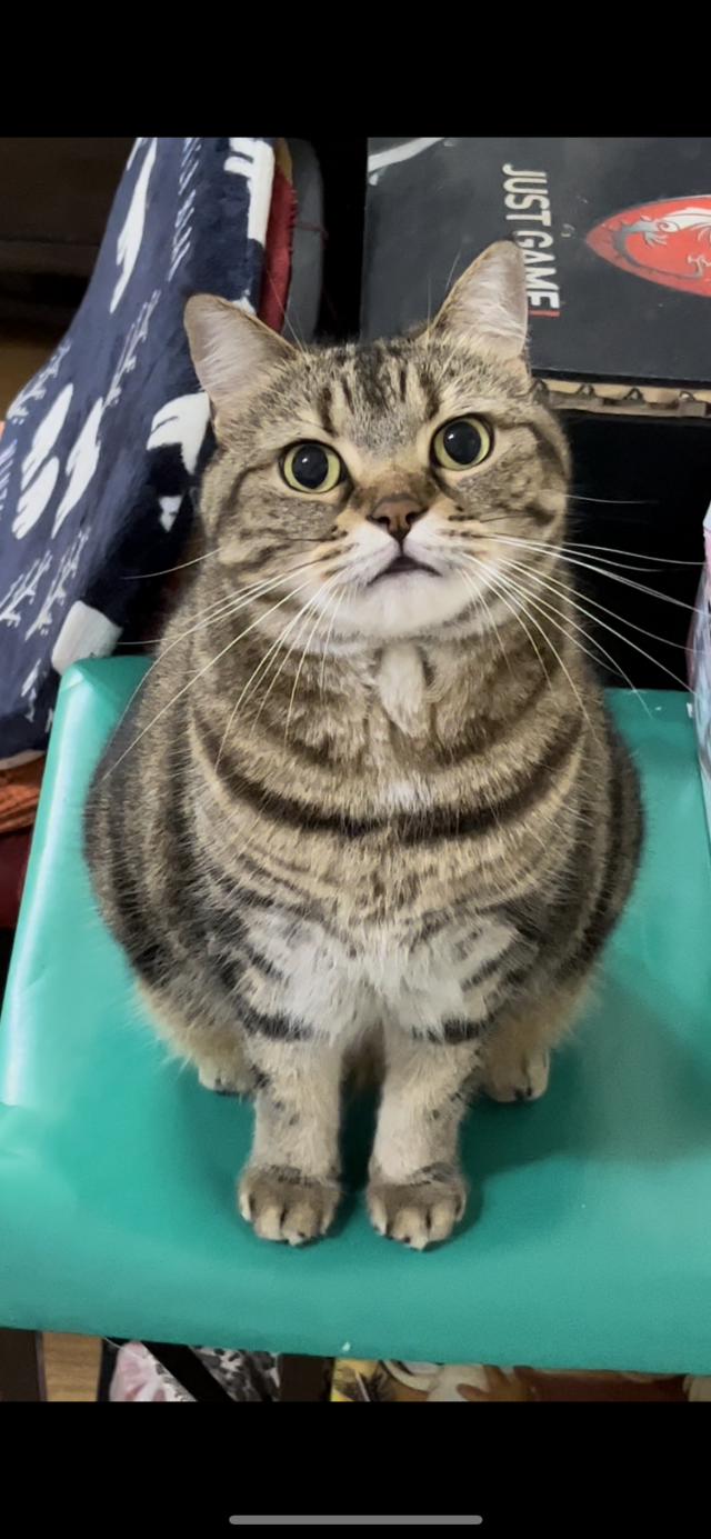 My baby❤️-國寶寵物喵寶貝大使_選拔賽