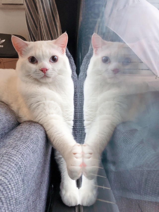 我是歐卡-國寶寵物喵寶貝大使_選拔賽