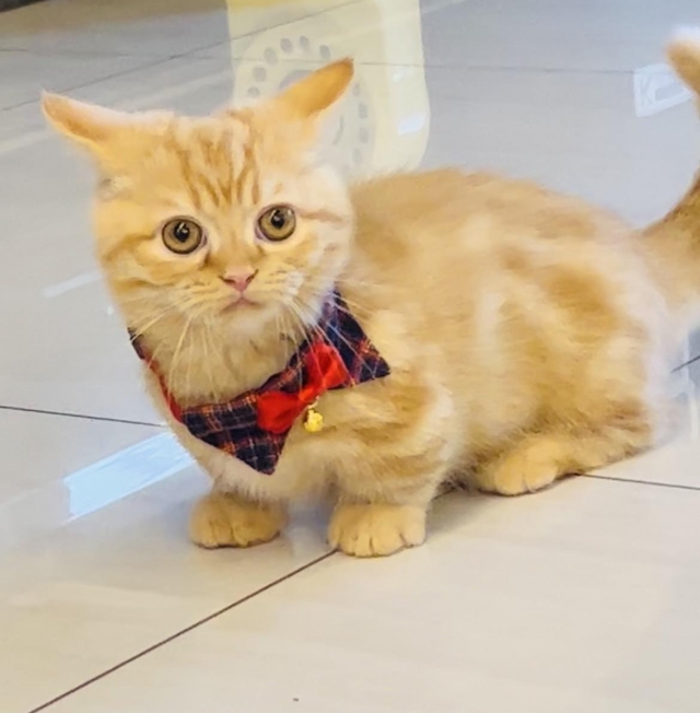 弟弟-國寶寵物喵寶貝大使_選拔賽