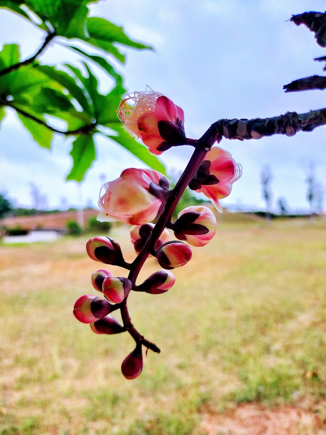 穗花棋盤腳-微，距離