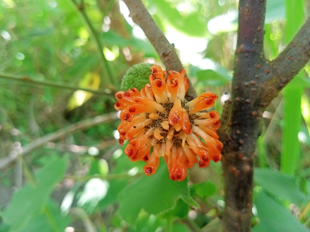 構樹熟果（The fruit of paper mulberry）-微，距離