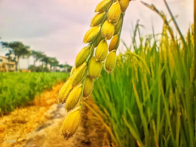 飽滿的稻穗、隨風飄墜☺️-微，距離