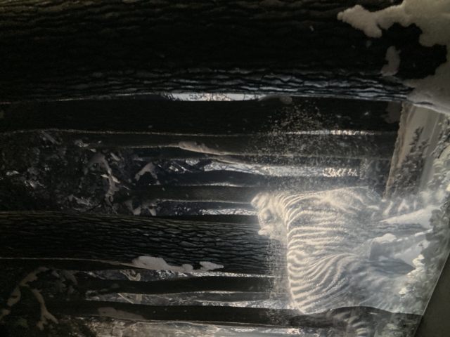 森林就如江湖一樣-【Eternal Nature, Eternal Moments 2.0】Photo and Short Film Contest |【永恆自然，永恆時刻2.0】攝影及短片創作比賽