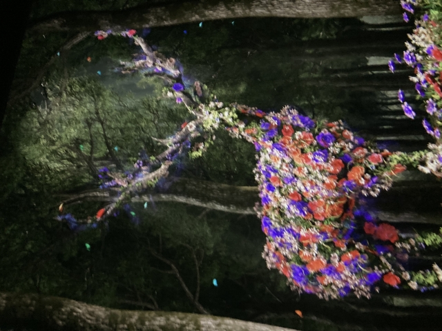 森林就如江湖一樣-【Eternal Nature, Eternal Moments 2.0】Photo and Short Film Contest |【永恆自然，永恆時刻2.0】攝影及短片創作比賽