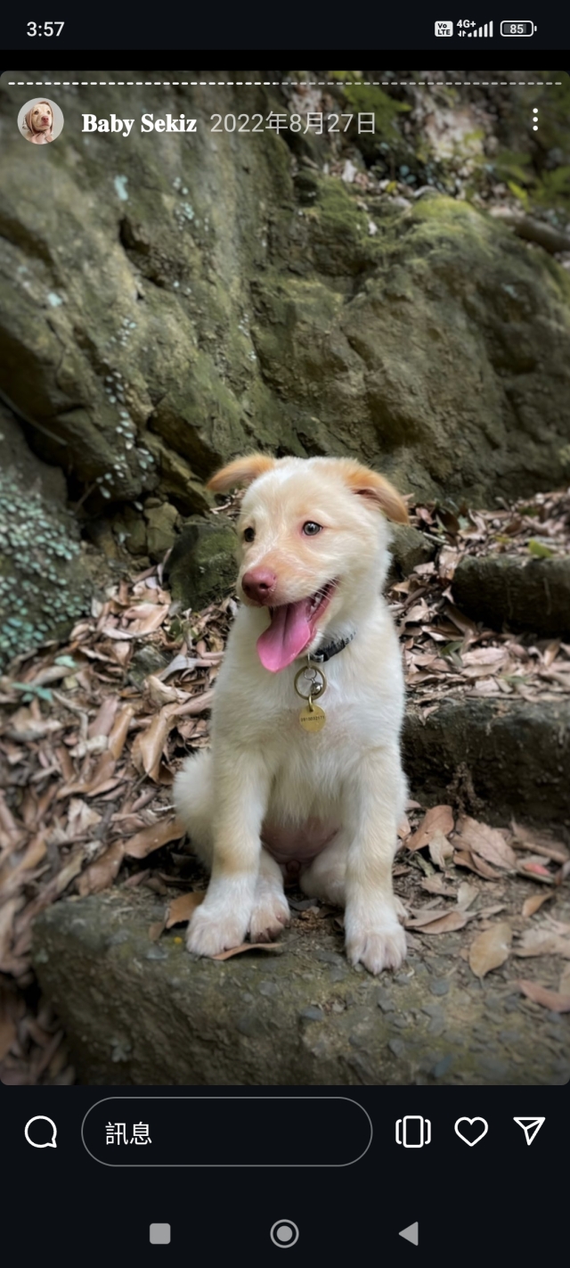 是誰這麼可愛-尋找八德萌主 寵物攝影人氣票選