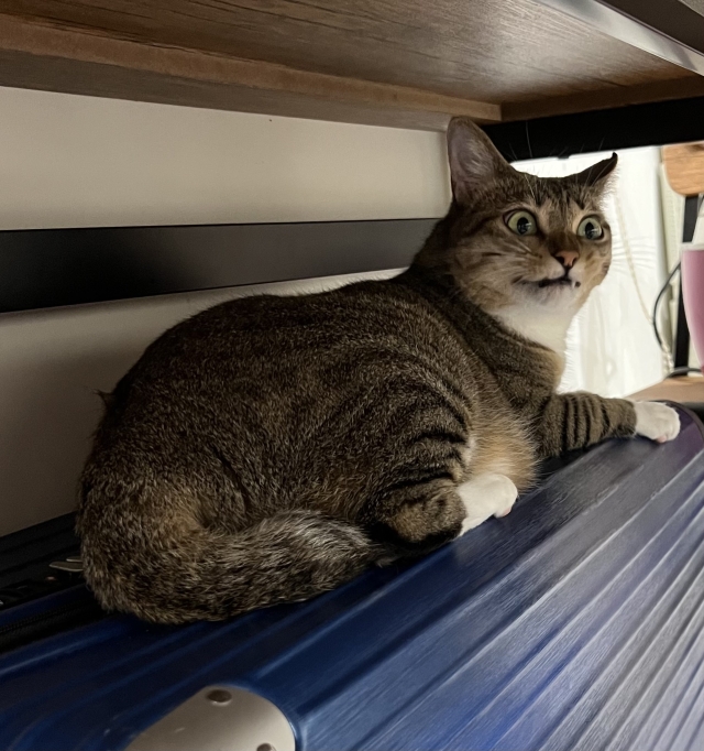 尷尬又不失禮貌的微笑-尋找八德萌主 寵物攝影人氣票選