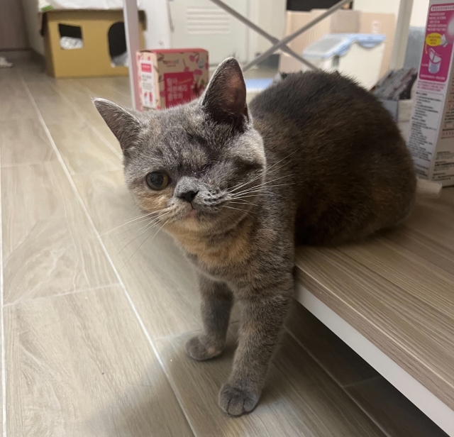 猛的一看後腳不見了-尋找八德萌主 寵物攝影人氣票選