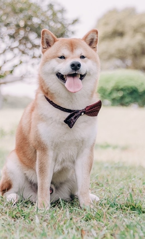 柴神一郎-尋找八德萌主 寵物攝影人氣票選