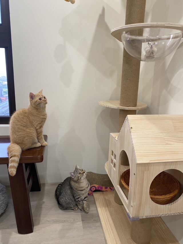 可愛兄妹合體一起望鼠-尋找八德萌主 寵物攝影人氣票選