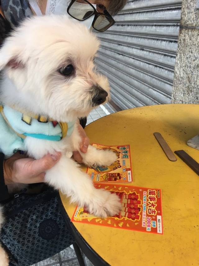 刮刮卡-尋找八德萌主 寵物攝影人氣票選