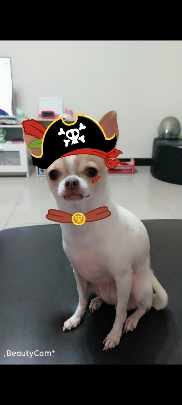 我和可愛的狗妹妹~史努比~永遠的愛犬-尋找八德萌主 寵物攝影人氣票選