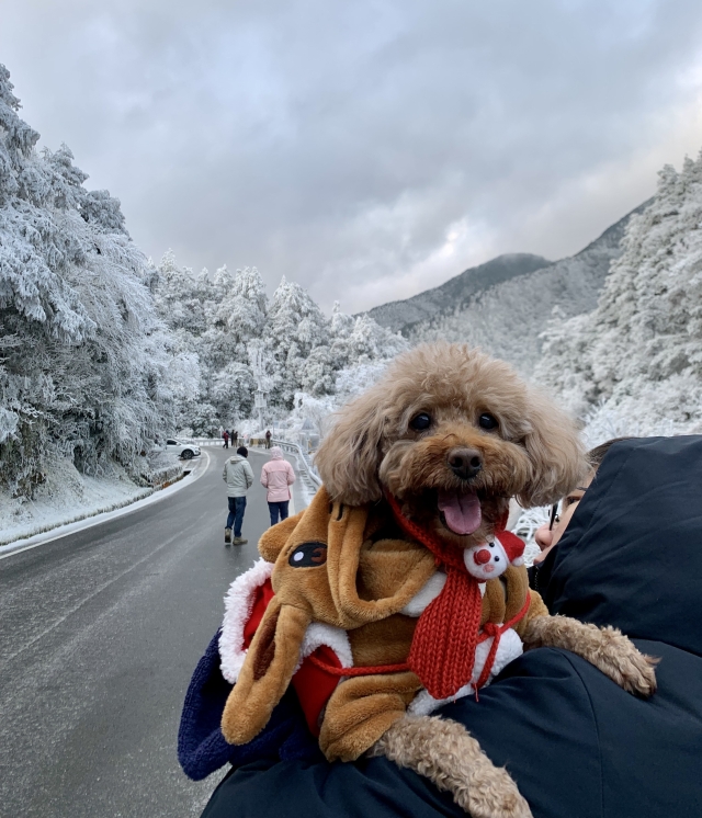 八德雪寶LALA-尋找八德萌主 寵物攝影人氣票選