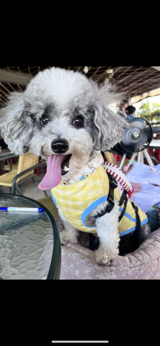 吃可愛長大的花豆-尋找八德萌主 寵物攝影人氣票選