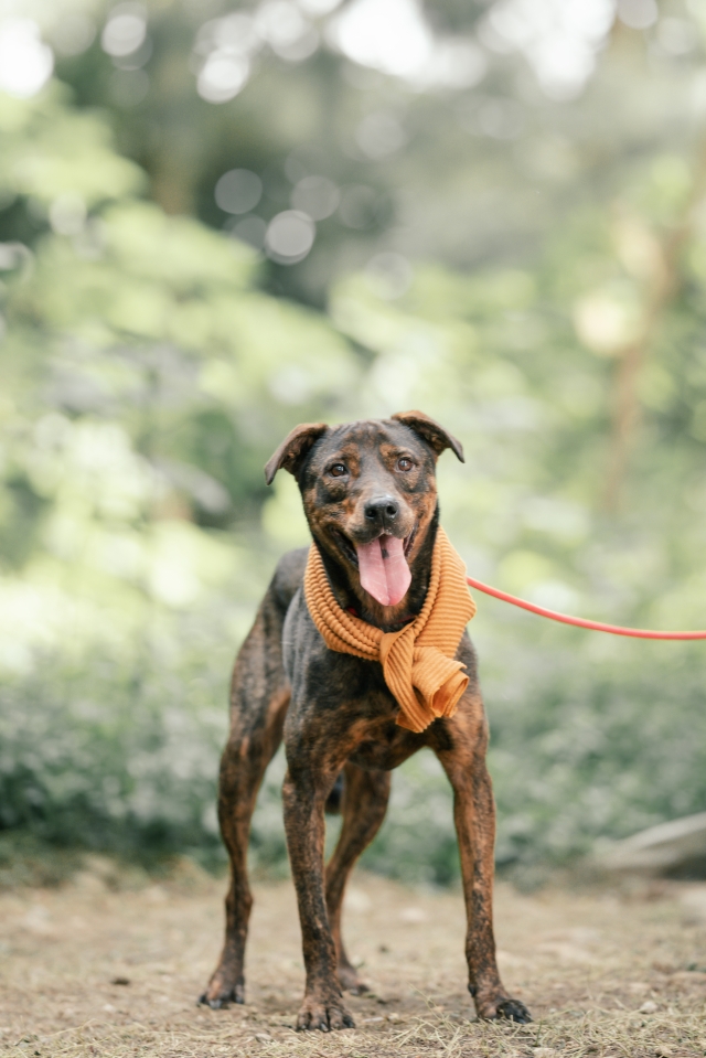 新屋收容所 D 區  大斑-尋找八德萌主 寵物攝影人氣票選