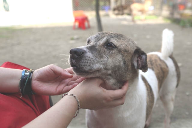 新屋收容所 D 區  斑斑-尋找八德萌主 寵物攝影人氣票選