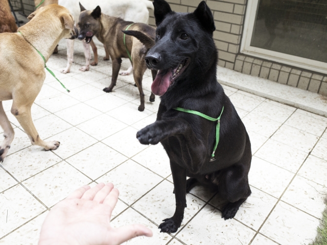 新屋收容所 D 區  黑豆-尋找八德萌主 寵物攝影人氣票選