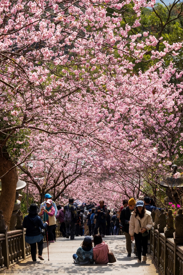 櫻花隧道之美-五指山系台灣原生種植物攝影比賽