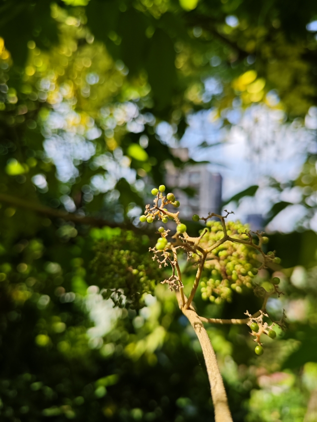盈實-五指山系台灣原生種植物攝影比賽