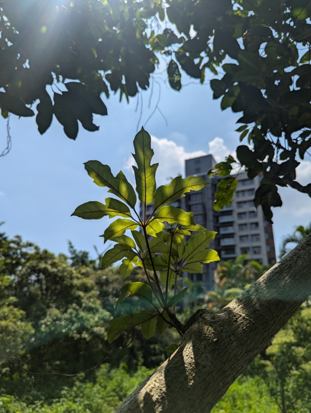 向陽而生-五指山系台灣原生種植物攝影比賽