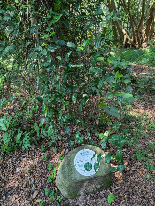 只防君子，不防小蟲 -五指山系台灣原生種植物攝影比賽