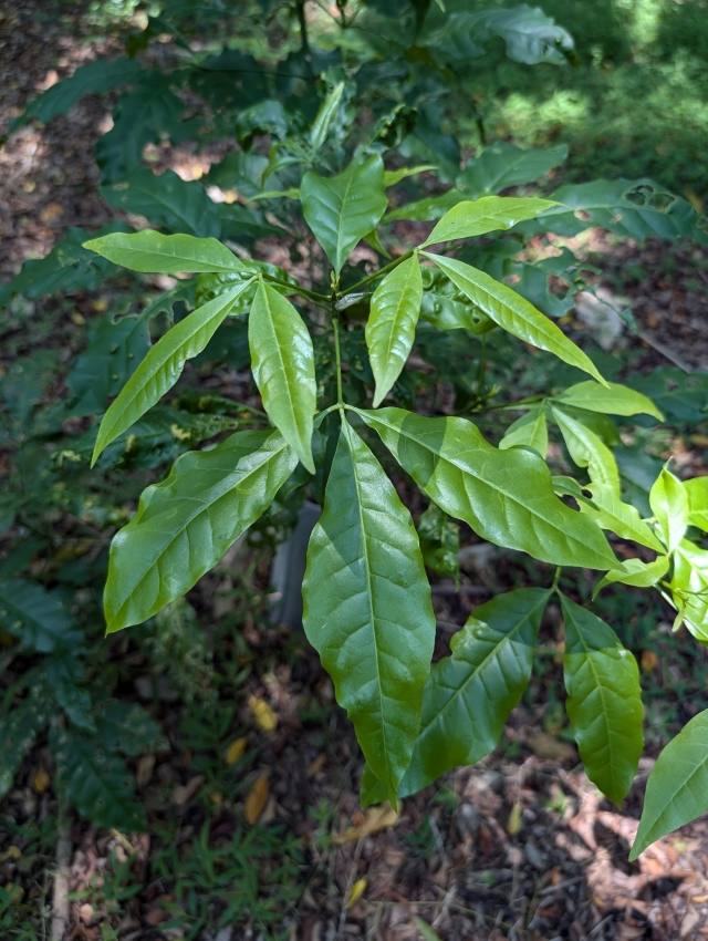 凌空飛舞-五指山系台灣原生種植物攝影比賽