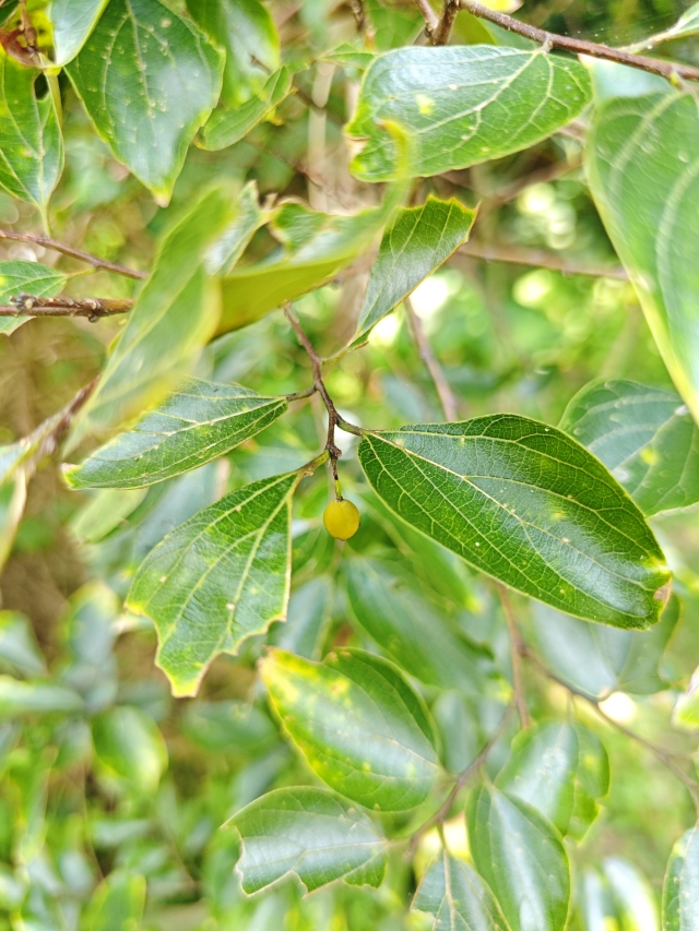 朴實無華-五指山系台灣原生種植物攝影比賽